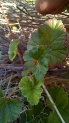 Pelargonium grossularioides