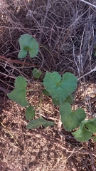 Pelargonium grossularioides