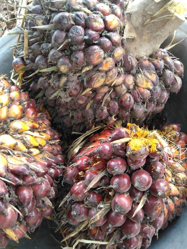 African oil palm