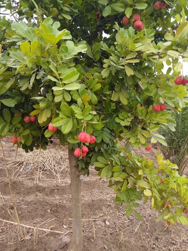 Ackee