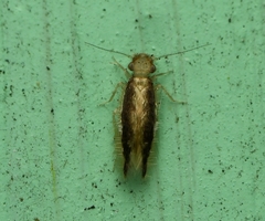 Echmepteryx madagascariensis