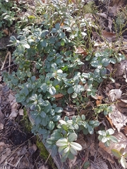 Vaccinium vitis-idaea
