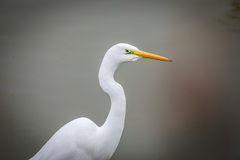 Ardea alba modesta