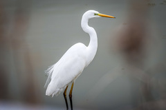 Ardea alba modesta
