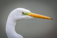 Ardea alba modesta