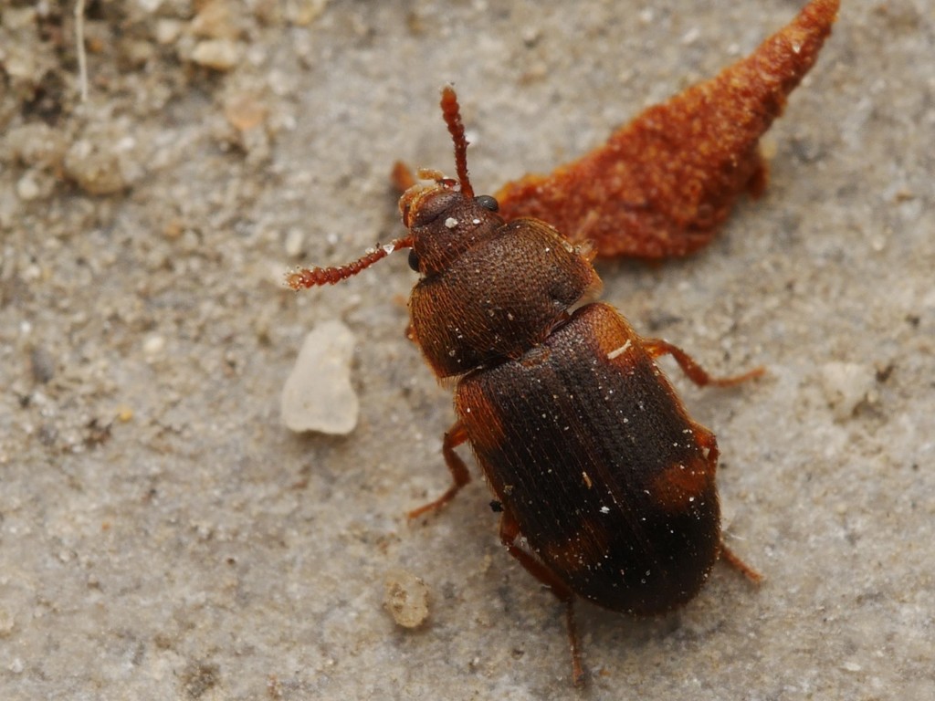 Spotted Hairy Fungus Beetle