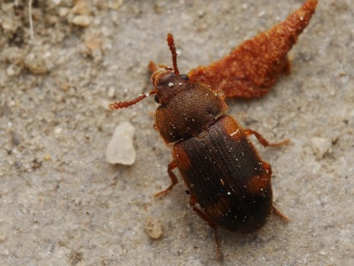 Spotted Hairy Fungus Beetle
