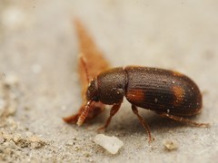 Mycetophagus quadriguttatus