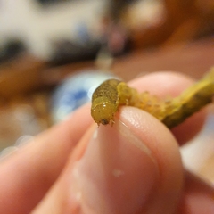 Neumichtis nigerrima