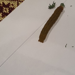 Neumichtis nigerrima