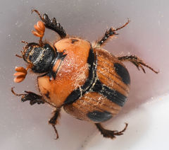 Bolbocerosoma confusum