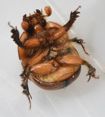 Bolbocerosoma confusum