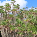 Everglades Palm - Photo (c) cpar, some rights reserved (CC BY-NC), uploaded by cpar