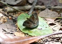 Euthalia monina monina