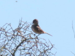 Cercotrichas coryphoeus cinerea