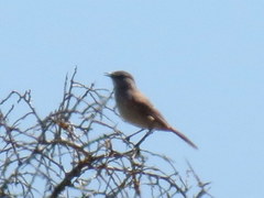 Cercotrichas coryphoeus cinerea