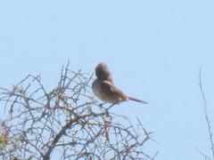Cercotrichas coryphoeus cinerea