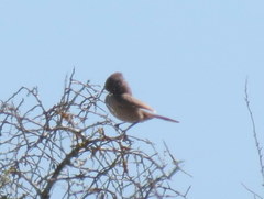Cercotrichas coryphoeus cinerea
