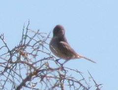 Cercotrichas coryphoeus cinerea