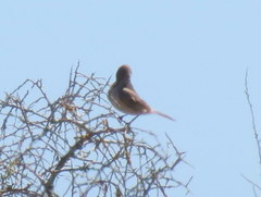 Cercotrichas coryphoeus cinerea