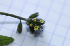 Myosotis discolor discolor