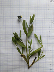 Myosotis discolor discolor