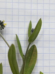 Myosotis discolor discolor