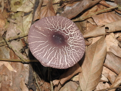 Leucoagaricus lilaceus
