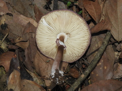 Leucoagaricus lilaceus
