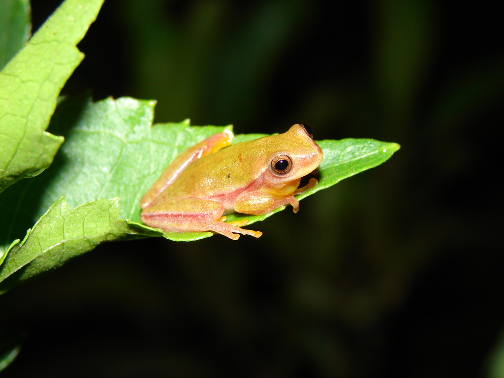 Lagoa Santa Tree Frog (Dendropsophus rubicundulus)