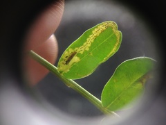 Liriomyza clianthi
