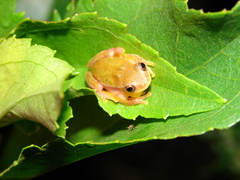 Dendropsophus rubicundulus