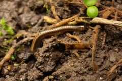 Brachyiulus pusillus