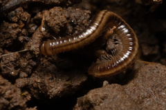 Brachyiulus pusillus