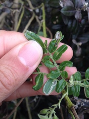 Liriomyza clianthi