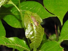 Melucha lineatella