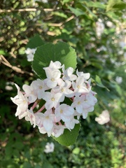 Viburnum carlesii