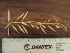 Cakile lanceolata lanceolata