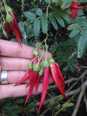 Clianthus puniceus