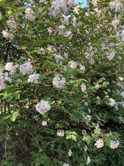 Viburnum carlesii