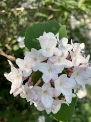 Viburnum carlesii