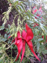 Clianthus puniceus