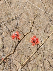 Erythrina flabelliformis