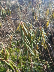 Rhododendron tomentosum