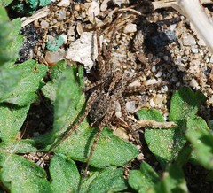 Lycosidae