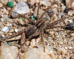 Lycosidae