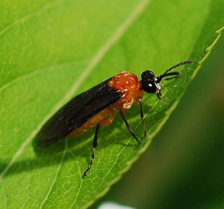 Athalia proxima