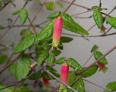 Correa reflexa speciosa