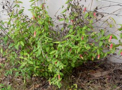 Correa reflexa speciosa