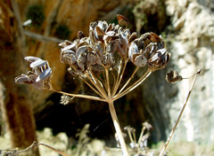 Ferula tingitana